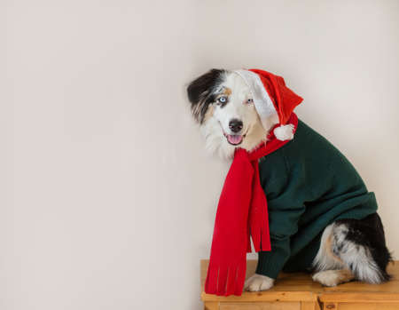 Australian shepherd in christmas hat and red scarf and green jacketの写真素材