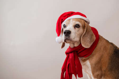 Beagle dog in santa hat and red scarf portrait.の写真素材