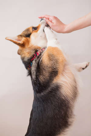Corgi pembroke dog looking up portrait on light grey backgroundの写真素材