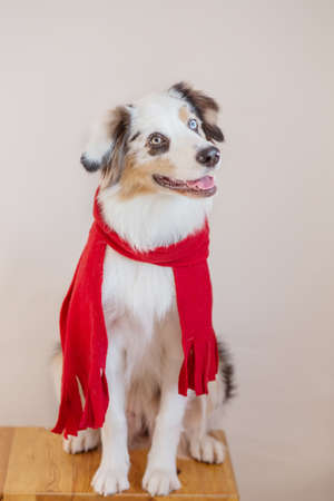 Australian shepherd in red scarf on light gray background.の写真素材