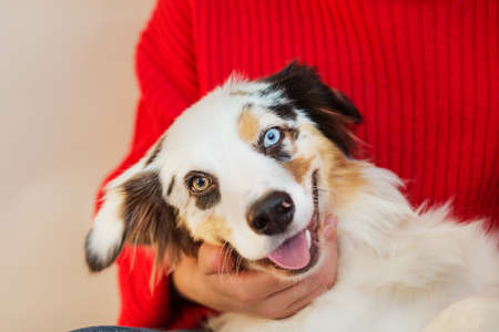 European woman hand holding Australian shepherd close upの写真素材