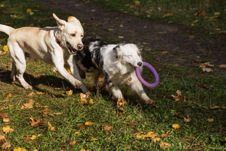 Australian shepherd with puller playing with Labrador in autumn forestの写真素材