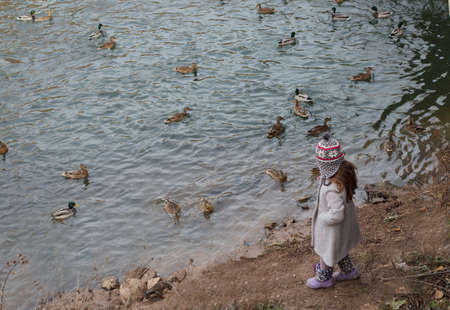 Little girl on lake bank feeding wild ducksの写真素材