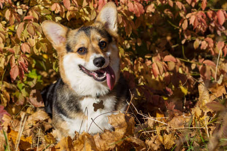 Welsh corgi pembroke dog stand in autumn forestの写真素材