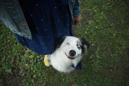 Australian shepherd sitting near womans legs in summer field. View from above.