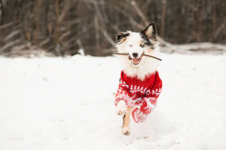 Australian shepherd in christmas sweater running in winter forest with stick.の写真素材