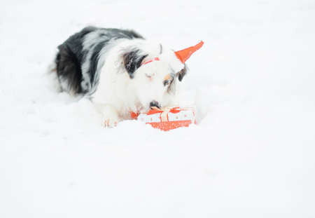 Australian shepherd in Santa hat in winter forest open giftの写真素材