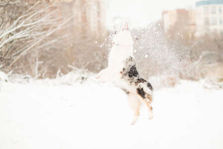 Australian shepherd jumping and playing with snow in winter forest.の写真素材