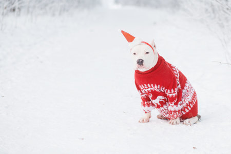 American bulldog in Santa hat and Christmas sweater with gift in winter.の写真素材