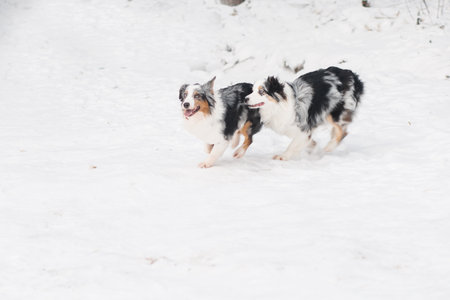 Two australian shepherd runing in winter forest.の写真素材