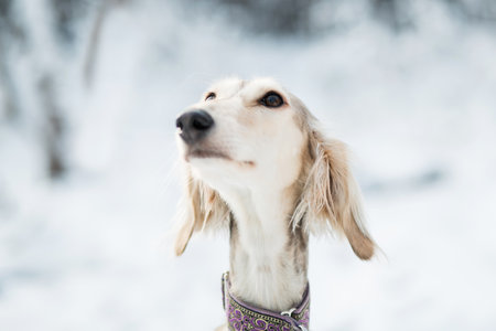 Saluki in winter forest close up portrait.の写真素材