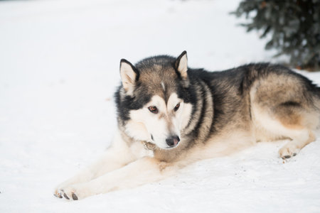 Sitting alaskan malamute lying in winter forest. Near spruce tree.の写真素材