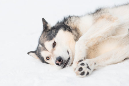 Sitting alaskan malamute lying on one side in winter forest.の写真素材
