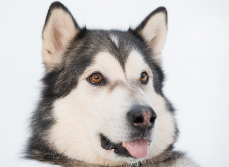 Funny alaskan malamute in winter forest. close up portrait. Open mouth.の写真素材