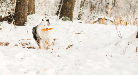 Australian shepherd playing with flying saucer. winter.の写真素材