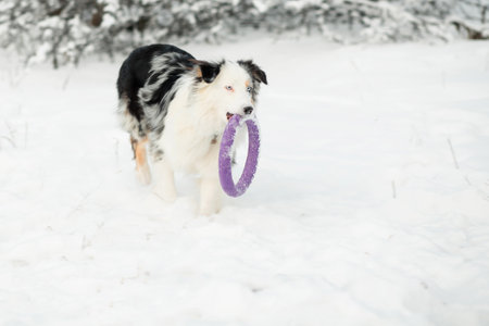 Australian shepherd playing with puller. winter forestの写真素材