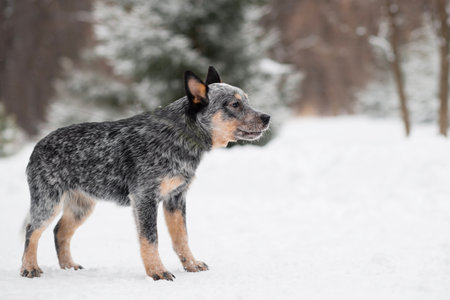 Healer standing in winter. Australian shepherd Dog and snowfall
