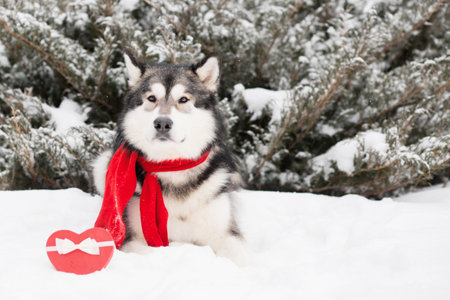 Lying alaskan malamute in red scarf with heart gift box. Valentine day. Dogの写真素材