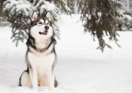 Young beautiful alaskan malamute sitting in snow. Dog winter.