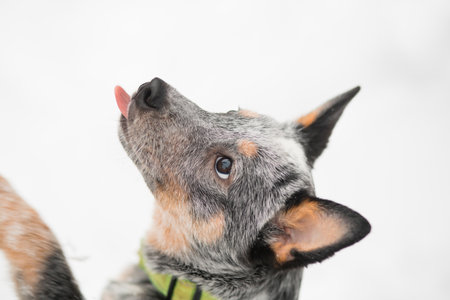 Healer licking nose in winter. close up Australian sheepdog and snowfallの写真素材