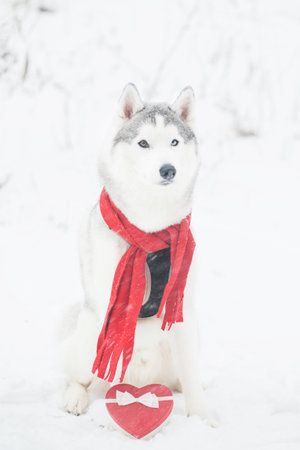 Sitting siberian husky in red scarf with heart gift box. Valentine day. Dog