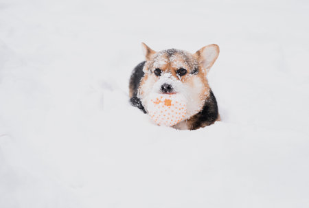 welsh Corgi Pembroke it in winter with snowy face play with ball.の写真素材