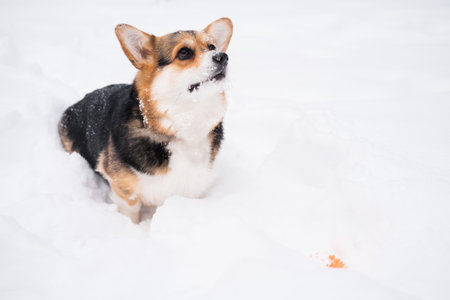Young three colours welsh Corgi Pembroke it in winter with ball. Looking up.の写真素材