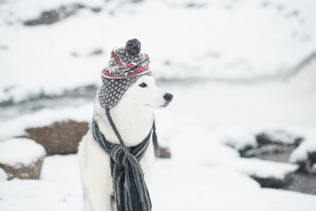 Beautiful siberian husky in grey hat and scarf winter. Dog and snowfallの写真素材