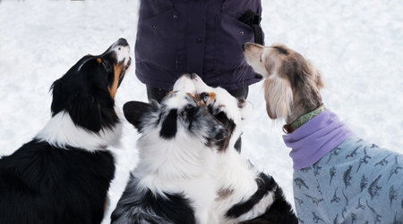Three australian shepherd and saluki sitting and waiting for food in winter
