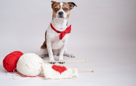 Cute chihuahua dog in red bow tie with knitted heart, yarn, needles. valentine.の写真素材