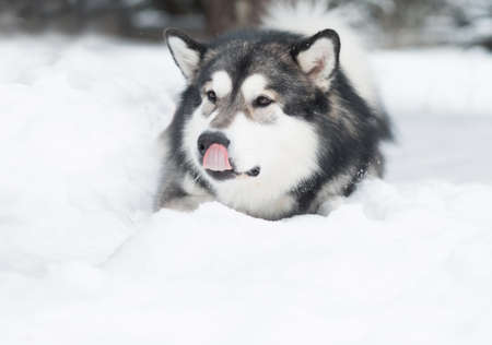 alaskan malamute dog lying in snow. Lick nose.の写真素材
