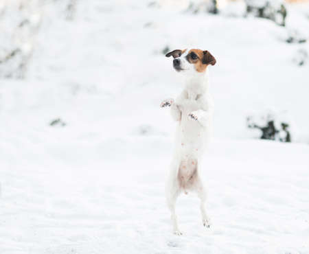 Jack Russell terrier dog standig on its hind legs in winter forest.の写真素材