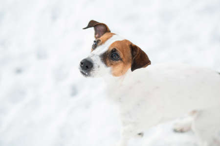 Devoted jack Russell terrier dog looking up in snow winter forest.の写真素材