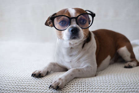 Small chihuahua dog in glasses looking at camera and lying on sofa.の写真素材