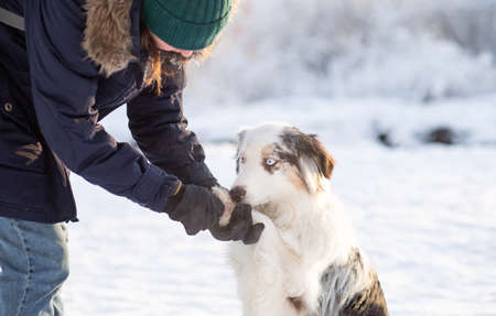 Woman holding australian shepherd dog paw with icy and salty chunksの写真素材