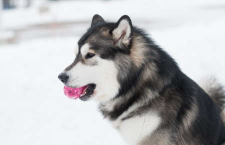 Young beautiful alaskan malamute playing with violet ball. Dog winter.