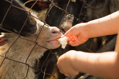 Kids hands feeding sheeps in the fence. farm. beatiful light.の写真素材