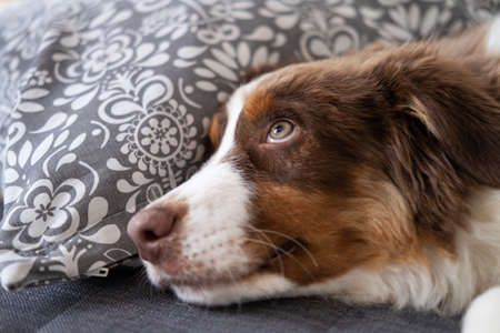Small Australian shepherd puppy dog lying on couch. looking up.の写真素材