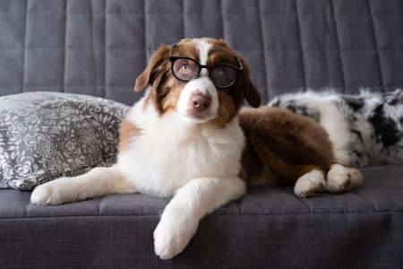 Small Australian shepherd puppy dog with glasses lying on couchの写真素材