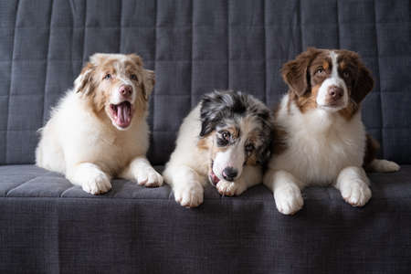 Three Small merle Australian shepherd puppy dog lying on couchの写真素材