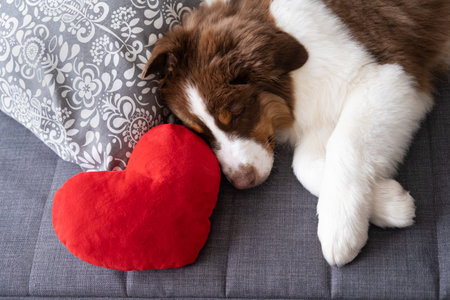 Small Australian shepherd puppy dog lying on couch with big heart.の写真素材