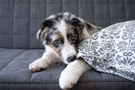 Australian shepherd blue merle puppy dog lying on couch gnaw pillowの写真素材