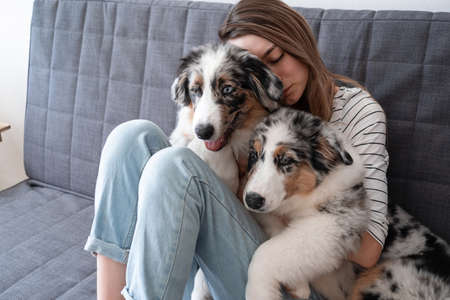 Attractive woman embracing two blue merle Australian shepherd puppy dogの写真素材