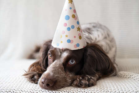 Russian spaniel chocolate merle different colours eyes dog party hat.の写真素材