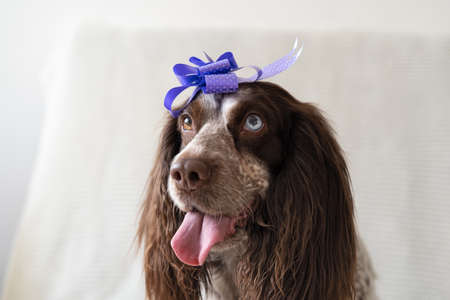 Russian spaniel chocolate merle different colours eyes dog ribbon bow on headの写真素材