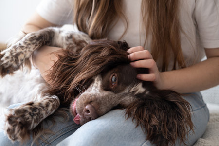Womans hands pet the dog. russian spaniel brown different colours eyes. sit on white plaid.の写真素材
