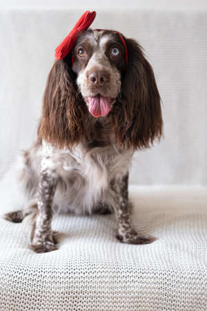 Brown Russian spaniel dog lying on couch in red bow on head. Valentine day.の写真素材