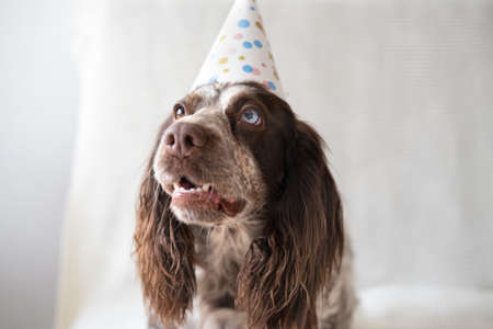 Funny russian spaniel chocolate merle different colours eyes dog party hat.