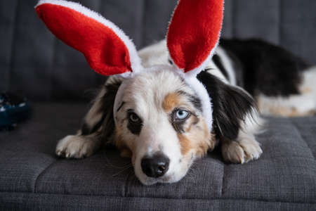 Australian shepherd blue merle dog wearing bunny ears. easterの写真素材