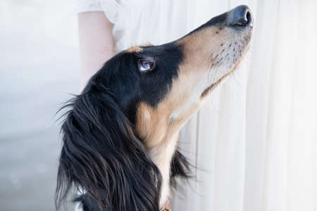 Saluki dogs head. Brown and beige. Looking up. close up portrait.の写真素材